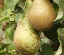 Dehner Bio Obstbäume|Bio-Obstbäume > Bio Herbstbirne 'Conference'