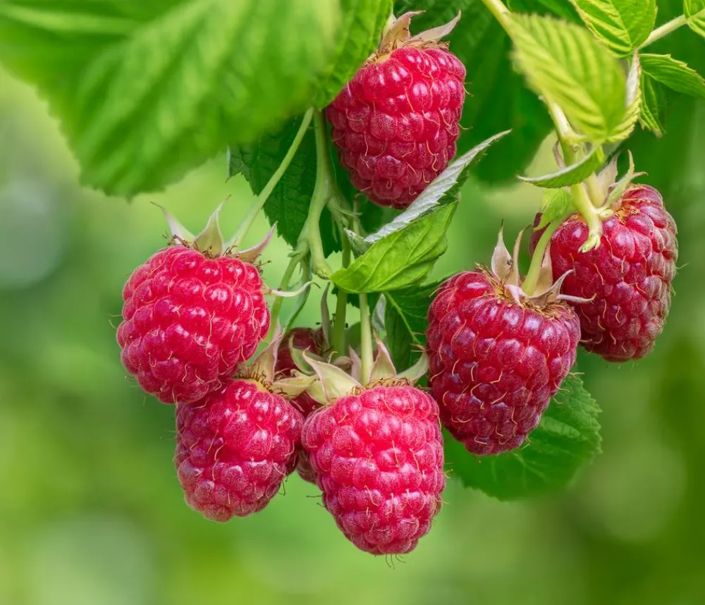 Dehner Bio Bio-Obststräucher - Bio Himbeere 'Autumn Belle'® Rot