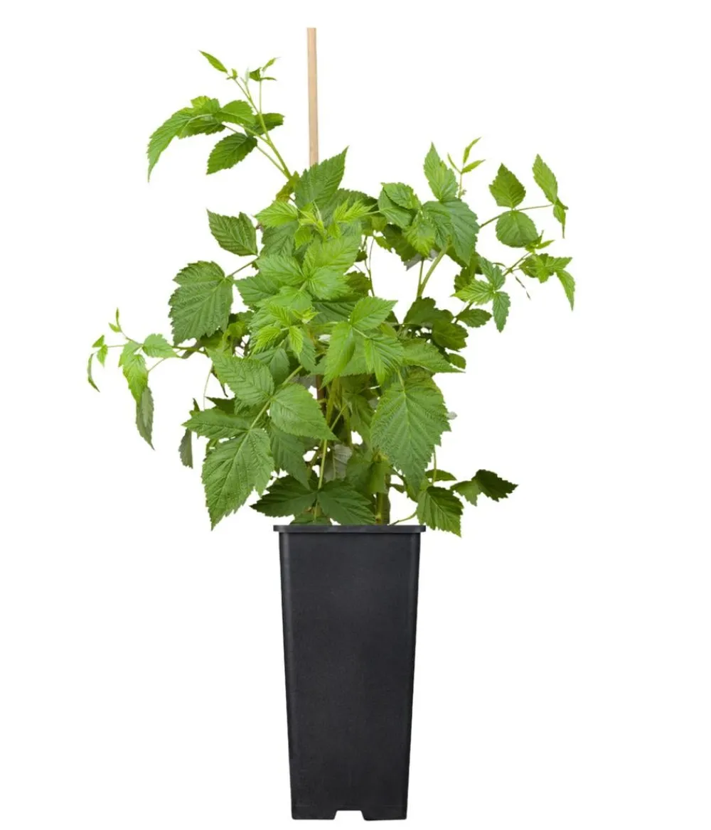 Dehner Bio Bio-Obststräucher - Bio Himbeere 'Autumn Belle'® Rot