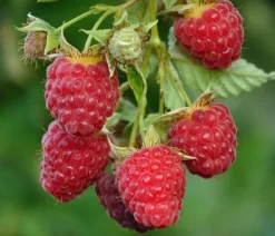 Dehner Bio Bio Himbeere 'Autumn First®' Rot New