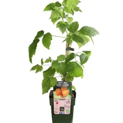 Dehner Bio Himbeeren & Brombeeren|Bio-Obststräucher > Bio Himbeere 'Golden Everest'