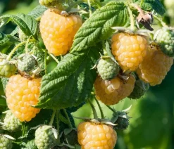 Dehner Bio Himbeeren & Brombeeren|Bio-Obststräucher > Bio Himbeere 'Golden Everest'