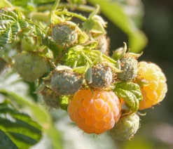 Dehner Bio Bio Himbeere 'Goodasgold®' Gelb Online
