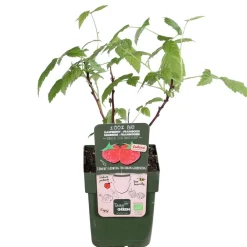 Dehner Bio Himbeeren & Brombeeren|Bio-Obststräucher - Bio Himbeere 'Lowberry® Little Sweet Sister®' Dunkelrot