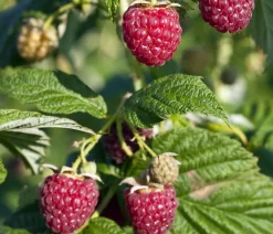 Dehner Bio Himbeeren & Brombeeren|Bio-Obststräucher - Bio Himbeere 'Lowberry® Little Sweet Sister®' Dunkelrot