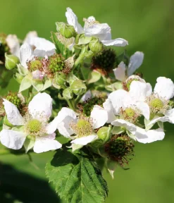 Dehner Bio Bio Himbeere 'Malling Promise' Rot Outlet
