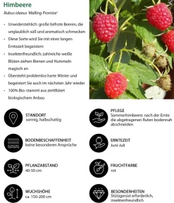 Dehner Bio Bio Himbeere 'Malling Promise' Rot Outlet