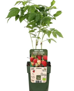Dehner Bio Bio Himbeere 'Malling Promise' Rot Outlet