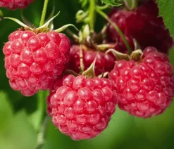 Dehner Bio Bio Himbeere 'Malling Promise' Rot Outlet