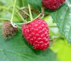Dehner Bio Bio-Obststräucher - Bio Himbeere 'Sanibelle'® Hellrot