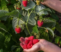 Dehner Bio Himbeeren & Brombeeren|Bio-Obststräucher > Bio Himbeere 'Sugana® Twotimer®',