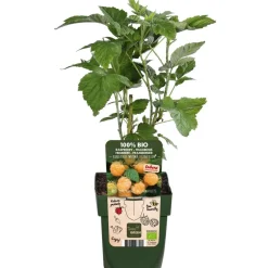 Dehner Bio Himbeeren & Brombeeren|Bio-Obststräucher - Bio Himbeere 'Sugana® Twotimer®', Gelb