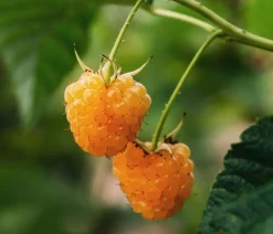 Dehner Bio Himbeeren & Brombeeren|Bio-Obststräucher - Bio Himbeere 'Sugana® Twotimer®', Gelb