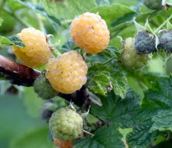 Dehner Bio Himbeeren & Brombeeren|Bio-Obststräucher - Bio Himbeere 'Sugana® Twotimer®', Gelb