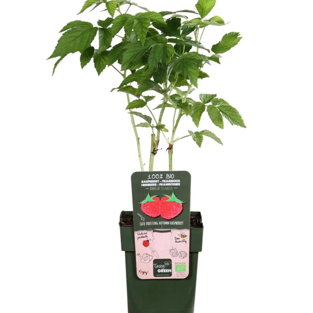 Dehner Bio Himbeeren & Brombeeren|Bio-Obststräucher - Bio Himbeere 'Tulameen' Rot