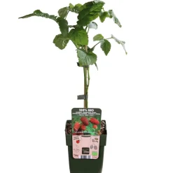 Dehner Bio Weinreben & Gartenobst|Bio-Obststräucher > Bio Him-Brombeere 'Tayberry'