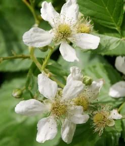Dehner Bio Weinreben & Gartenobst|Bio-Obststräucher > Bio Him-Brombeere 'Tayberry'
