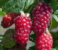 Dehner Bio Weinreben & Gartenobst|Bio-Obststräucher > Bio Him-Brombeere 'Tayberry'
