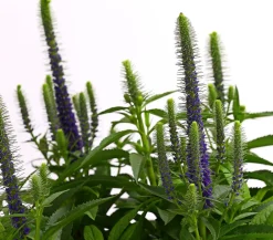 Dehner Bio Steingartenstauden|Bio Stauden > Bio Ähriger Ehrenpreis 'Ulster Dwarf Blue'