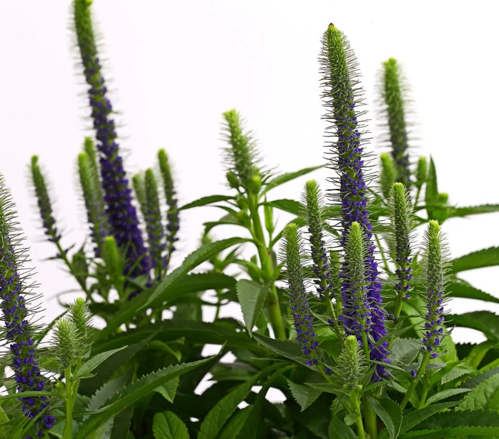 Dehner Bio Steingartenstauden|Bio Stauden > Bio Ähriger Ehrenpreis 'Ulster Dwarf Blue'