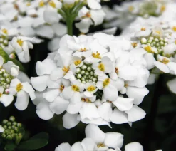 Dehner Bio Steingartenstauden|Bio Stauden - Bio Immergrüne Schleifenblume 'Schneeflocke' Weiß