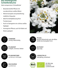 Dehner Bio Steingartenstauden|Bio Stauden - Bio Immergrüne Schleifenblume 'Schneeflocke' Weiß