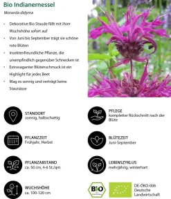 Dehner Bio Sommerstauden|Bio Stauden > Bio Indianernessel