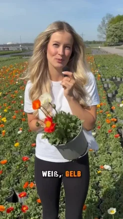 Dehner Bio Steingartenstauden|Bio Stauden > Bio Island-Mohn