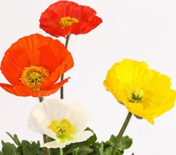 Dehner Bio Steingartenstauden|Bio Stauden > Bio Island-Mohn