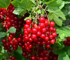 Dehner Bio Bio Johannisbeere 'Rovada' Rot Clearance