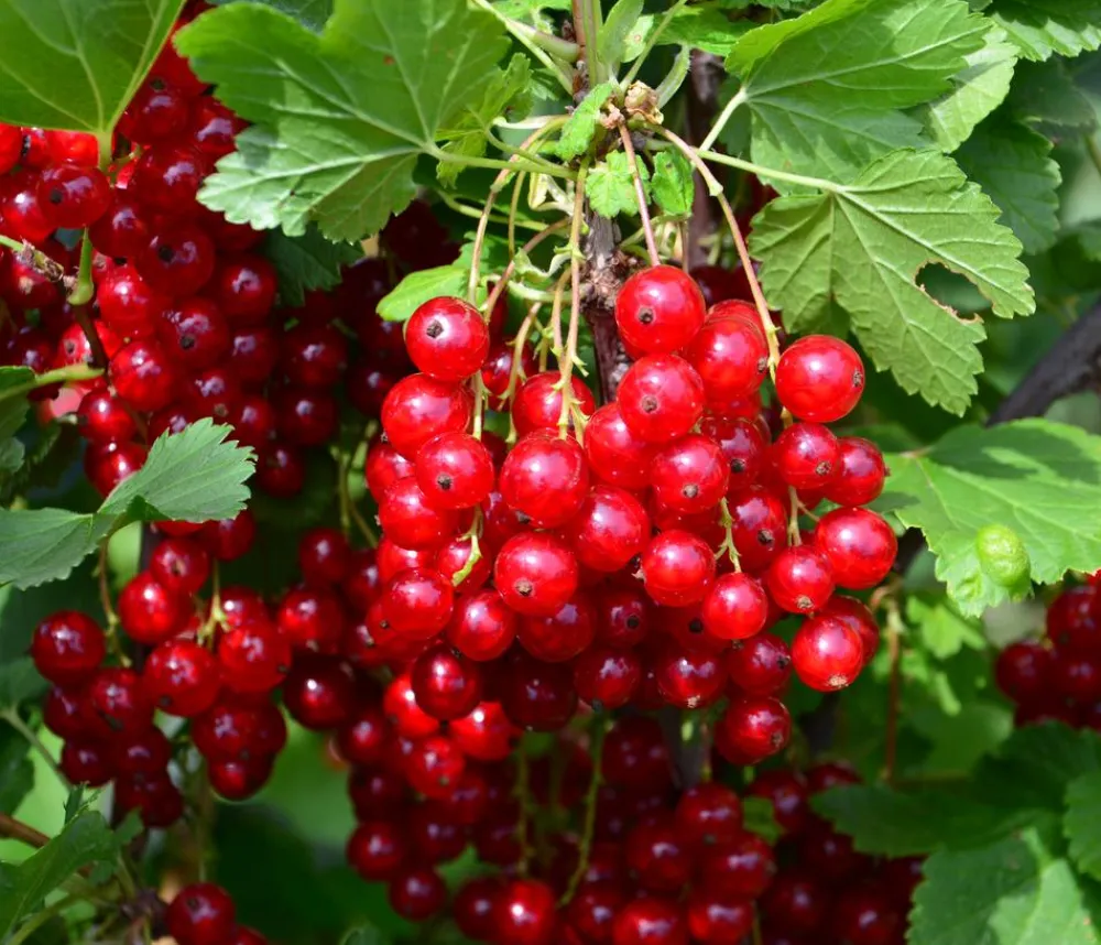 Dehner Bio Bio Johannisbeere 'Rovada' Rot Clearance