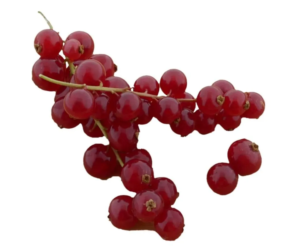 Dehner Bio Bio Johannisbeere 'Rovada' Rot Clearance