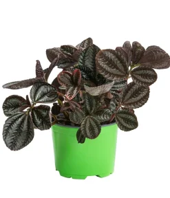 Bioland Grünpflanzen|Bio-Zimmerpflanzen - Bio Kanonierblume - Pilea involucrata 'Friendship'