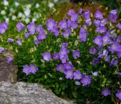 Dehner Bio Steingartenstauden|Bio Stauden > Bio Karpaten-Glockenblume, blau