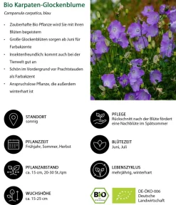 Dehner Bio Steingartenstauden|Bio Stauden > Bio Karpaten-Glockenblume, blau