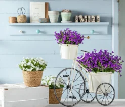 Dehner Bio Steingartenstauden|Bio Stauden - Bio Karpaten-Glockenblume, Weiß