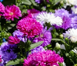 Dehner Bio Steingartenstauden|Bio Stauden - Bio Kissen-Aster 'Jenny' Pink