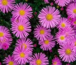 Dehner Bio Steingartenstauden|Bio Stauden - Bio Kissen-Aster 'Jenny' Pink