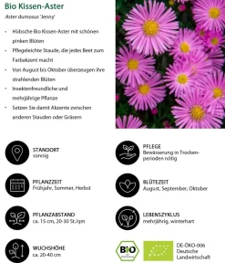 Dehner Bio Steingartenstauden|Bio Stauden - Bio Kissen-Aster 'Jenny' Pink