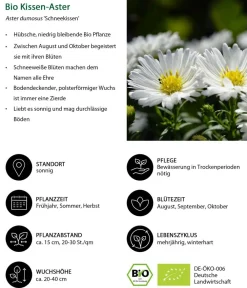 Dehner Bio Steingartenstauden|Bio Stauden - Bio Kissen-Aster 'Schneekissen' Weiß