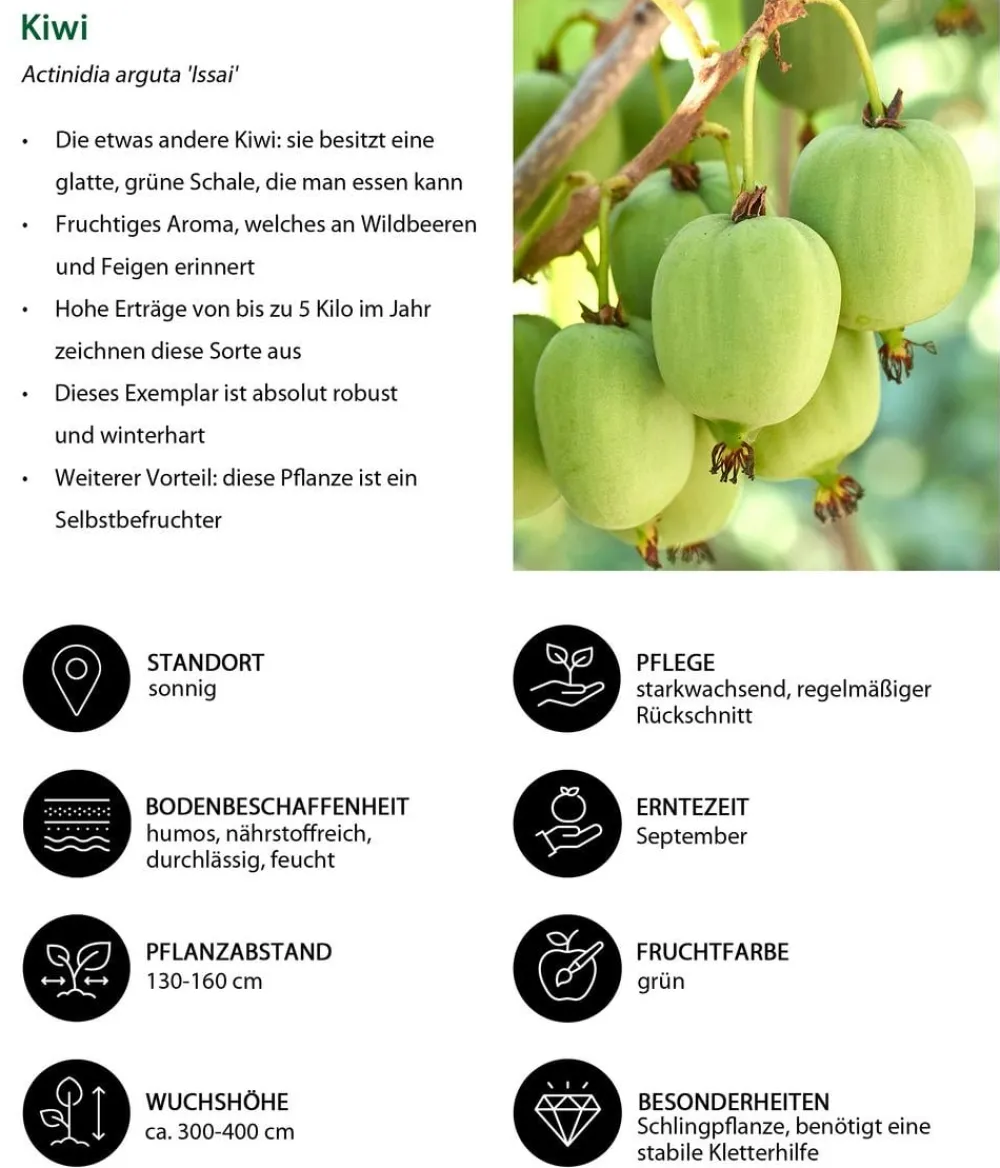 Dehner Bio Bio Kiwi 'Issai' Grün Sale