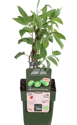 Dehner Bio Bio Kiwi 'Issai' Grün Sale