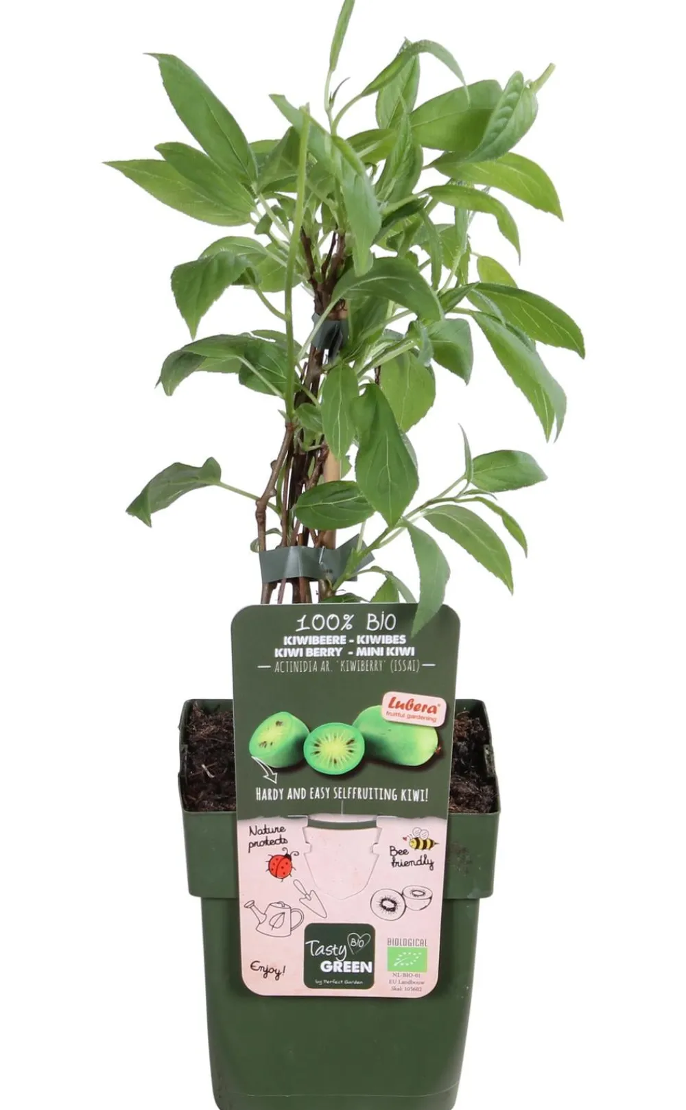Dehner Bio Bio Kiwi 'Issai' Grün Sale