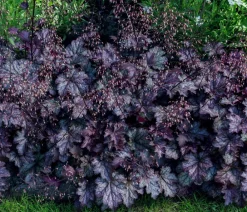 Dehner Bio Bio Kleinblütiges Purpurglöckchen 'Palace Purple' Dunkelrot Hot