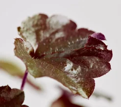 Dehner Bio Bio Kleinblütiges Purpurglöckchen 'Palace Purple' Dunkelrot Hot