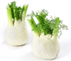 Dehner Bio Bio Knollenfenchel, 6er Schale Grün