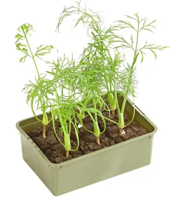 Dehner Bio Bio Knollenfenchel, 6er Schale Grün
