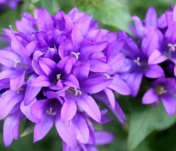 Dehner Bio Sommerstauden|Glockenblumen > Bio Knäuel-Glockenblume