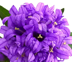 Dehner Bio Sommerstauden|Glockenblumen > Bio Knäuel-Glockenblume