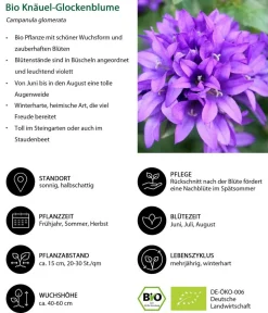 Dehner Bio Sommerstauden|Glockenblumen > Bio Knäuel-Glockenblume